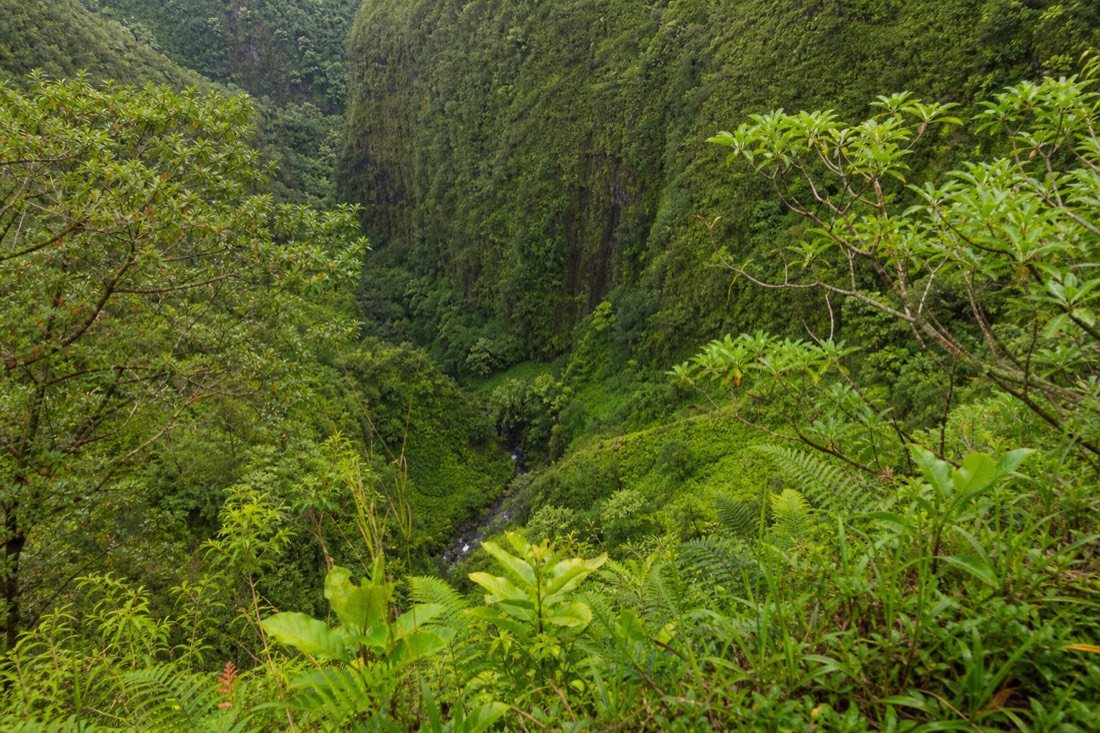 Looking down into a deep narrow rainforest gorge on the Big Island from a railed viewpoint, near-vertical mossy walls, mist rising off dark water far below, soft grey daylight